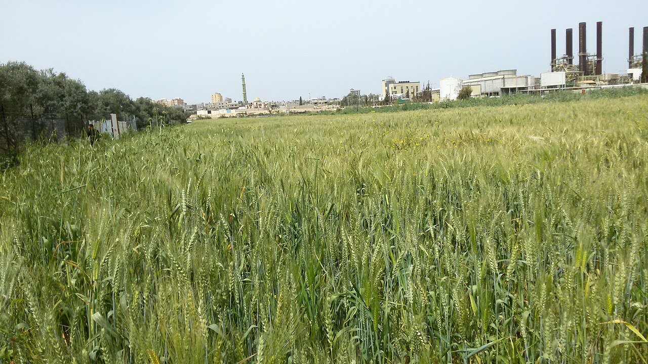 صورة أرشيفية من Gaza